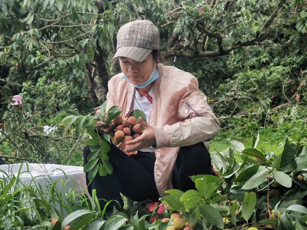 抢“鲜”上市 果园忙——广西灵山早荔上市见闻(图1)