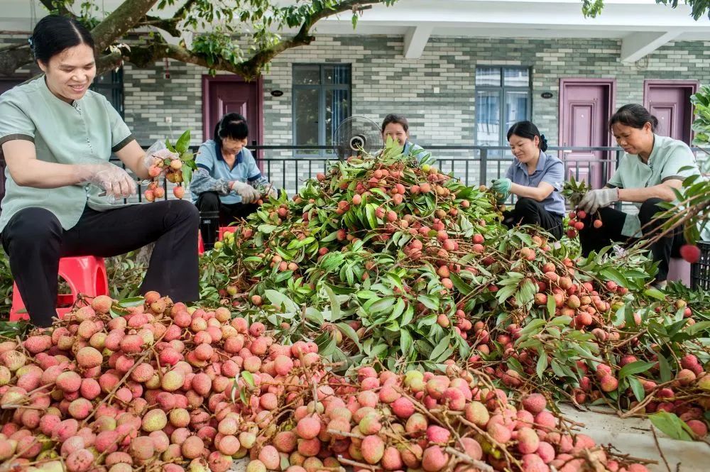 抢“鲜”上市 果园忙——广西灵山早荔上市见闻(图2)